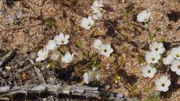 Image of golden linanthus