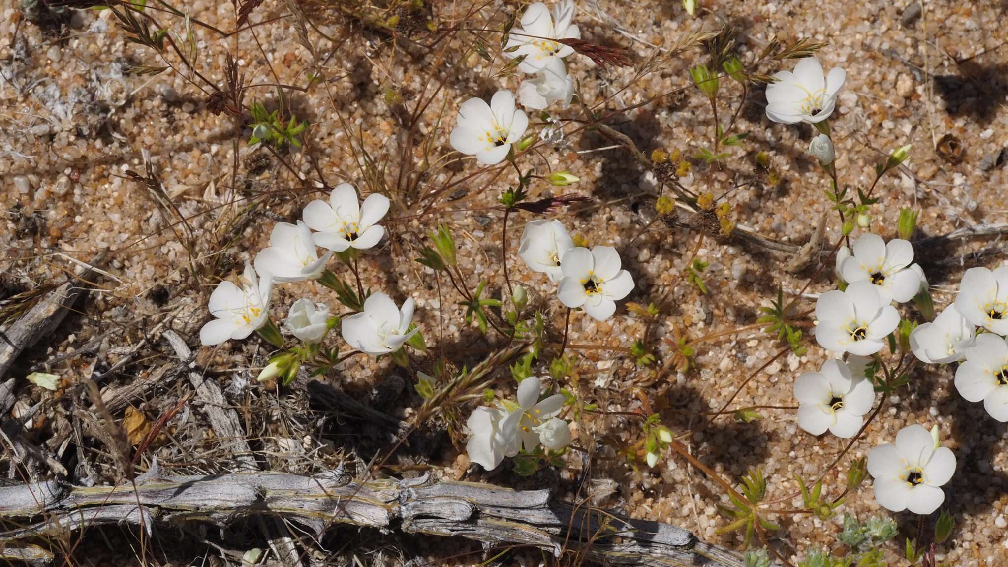 Image of golden linanthus