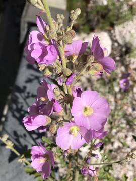 Image of thicket globemallow