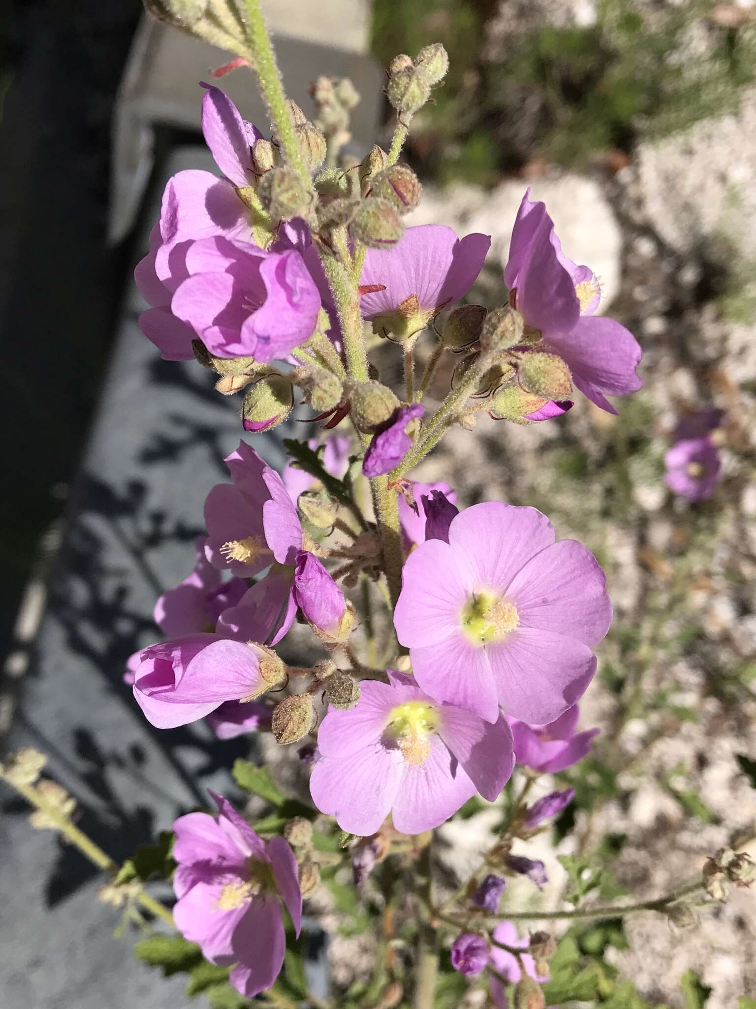 Image of thicket globemallow