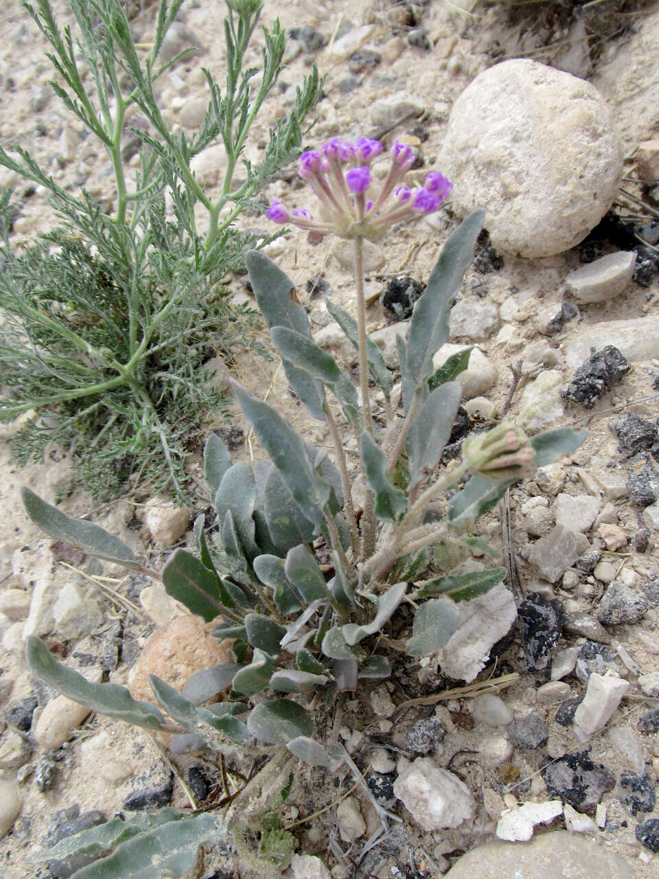 Image of Carleton's sand verbena