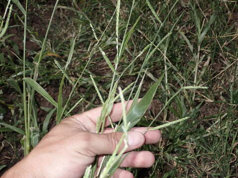 Plancia ëd Brachiaria plantaginea (Link) Hitchc.