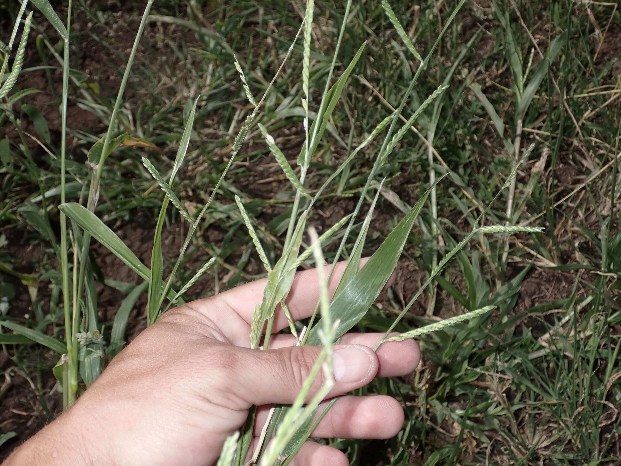 Plancia ëd Brachiaria plantaginea (Link) Hitchc.