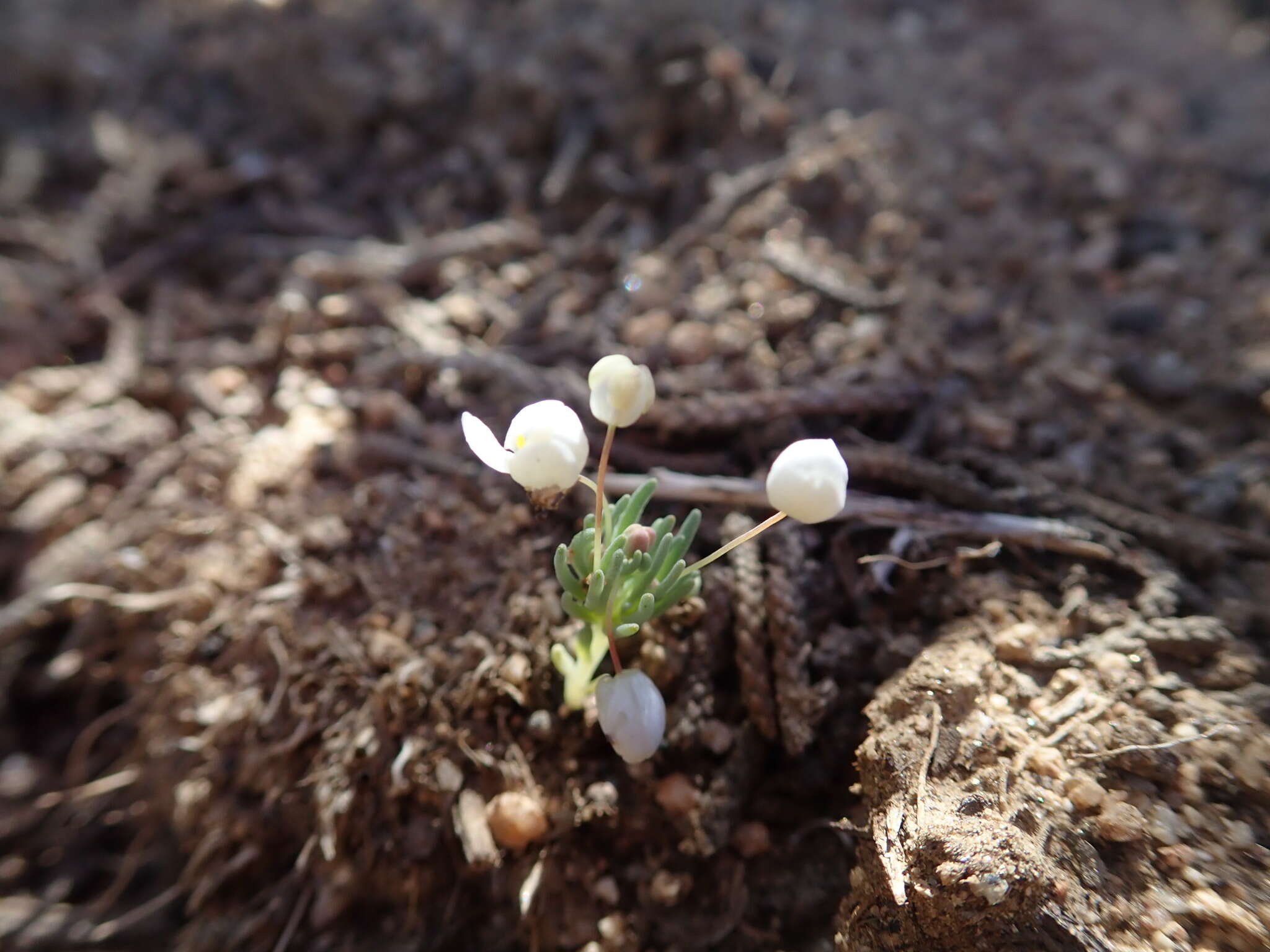 Image of White pygmy-poppy