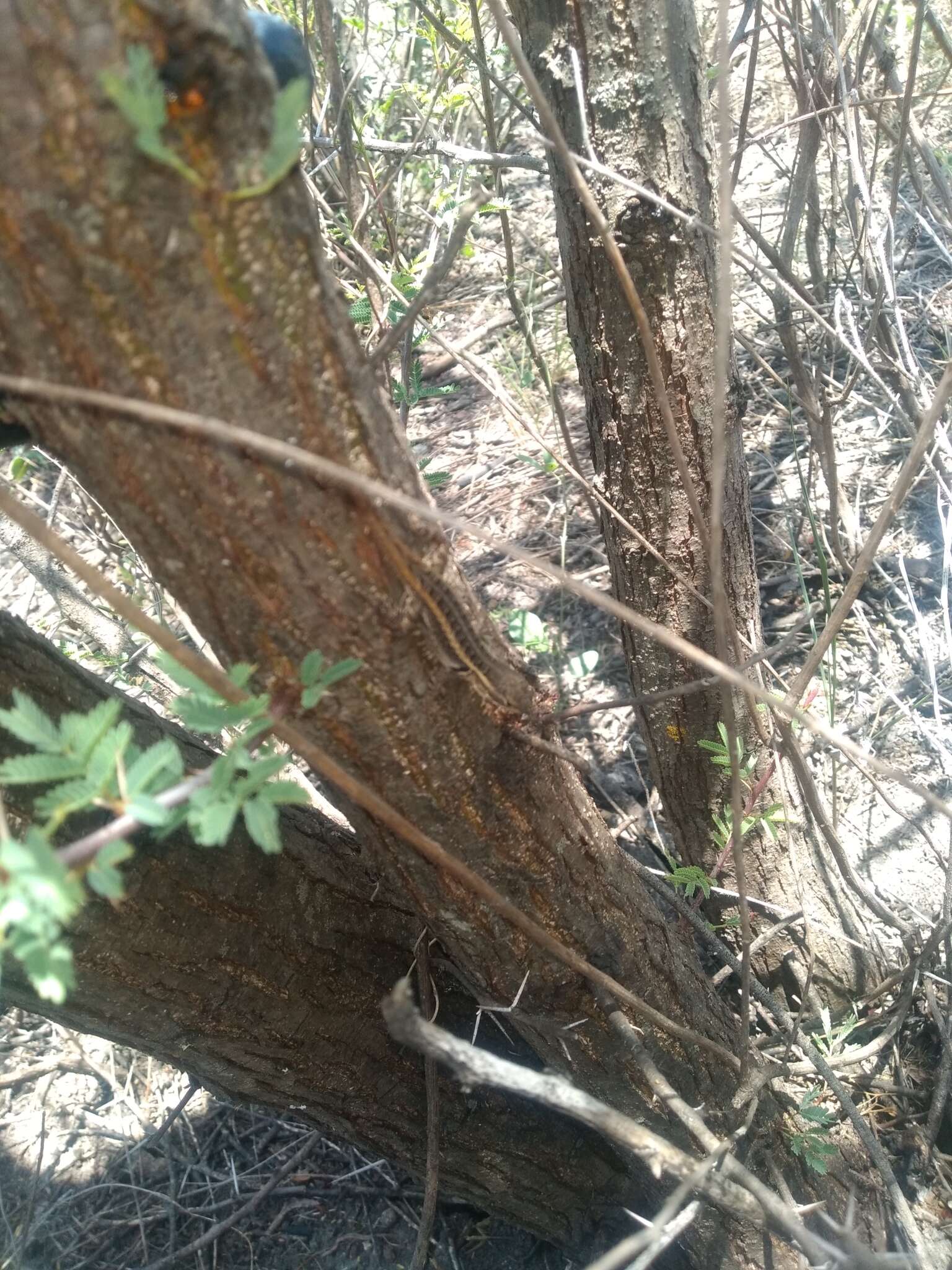 Image of Bluebelly Lizard