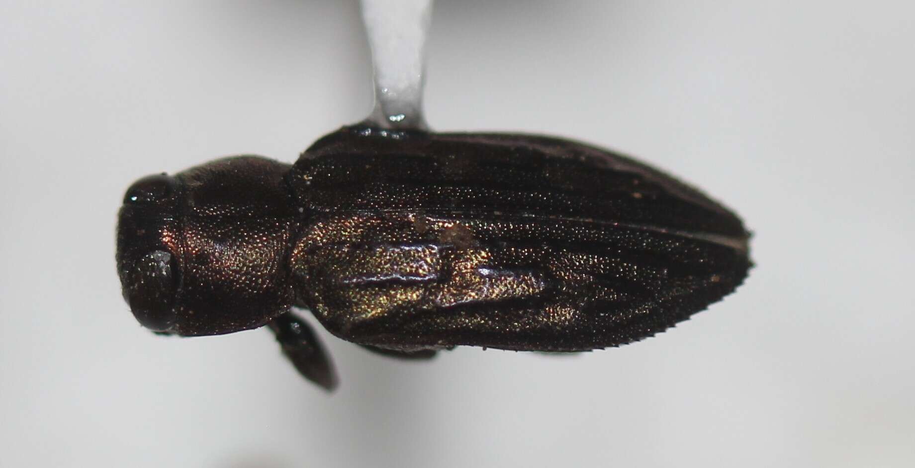 Image of Chrysobothris rossi Van Dyke 1942