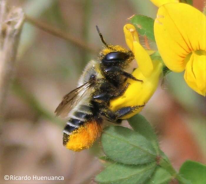 Image of Megachile pollinosa Spinola 1851