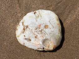 Image of scarlet thorny oyster