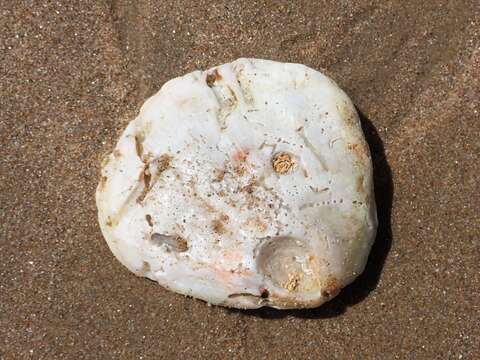 Image of scarlet thorny oyster