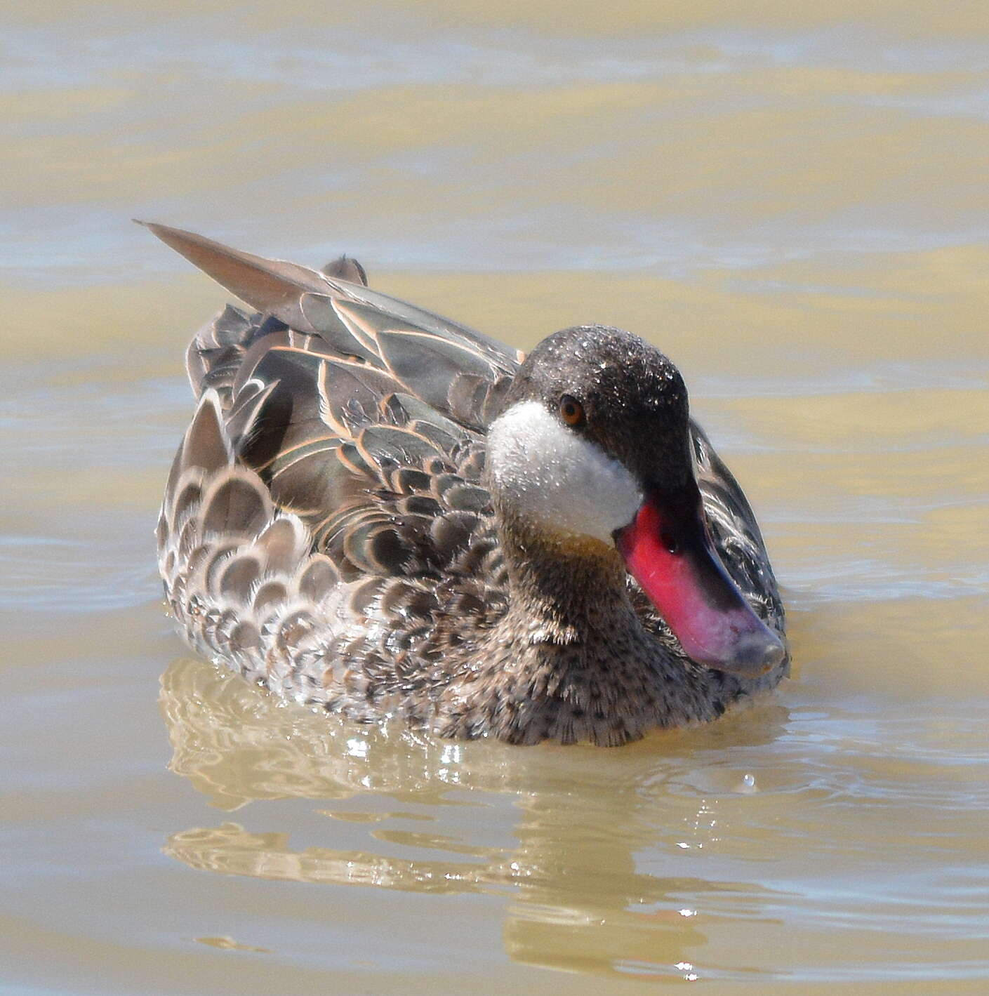 Image of Red-billed Teal