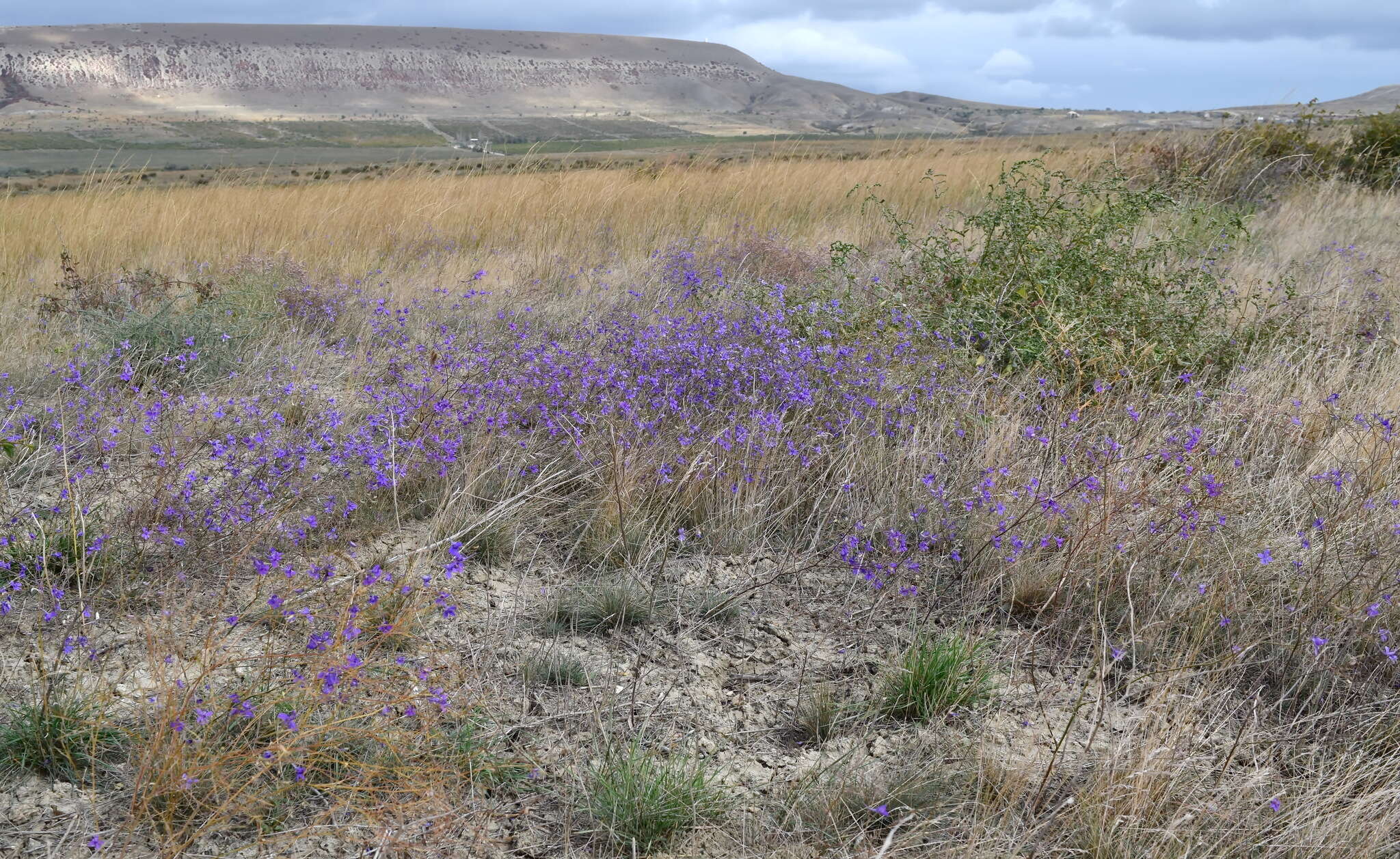 Image of Consolida regalis subsp. divaricata (Ledeb.) Munz