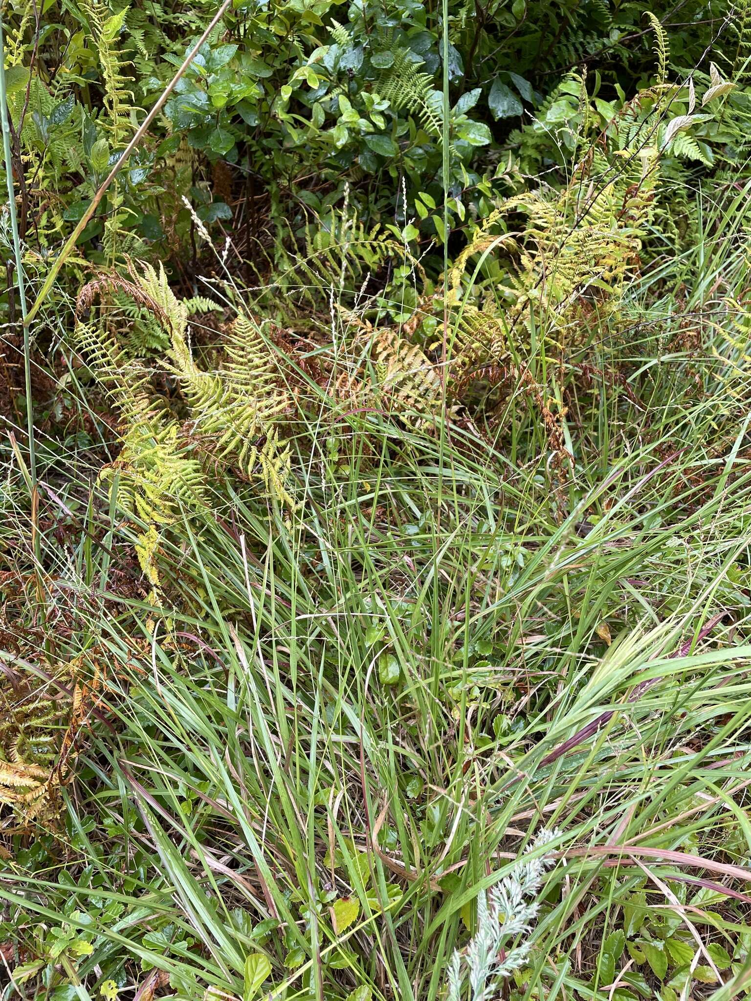 Image of Long-Leaf Cut-Throat Grass