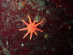 Imagem de Solaster endeca (Linnaeus 1771)