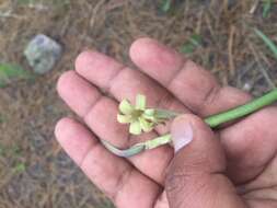 Imagem de Agave singuliflora (S. Watson) A. Berger