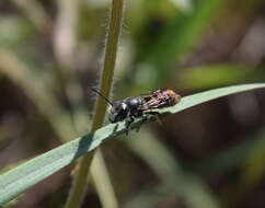 Image of Megachile otomita Cresson 1878