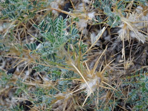 Image de Astragalus siculus Rafin.