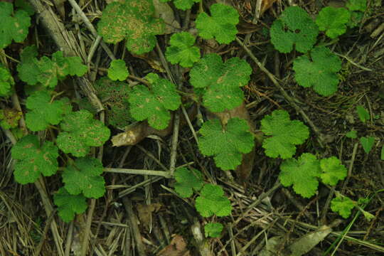 Image of yü-shan raspberry