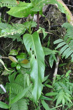 Anthurium colonicum K. Krause resmi