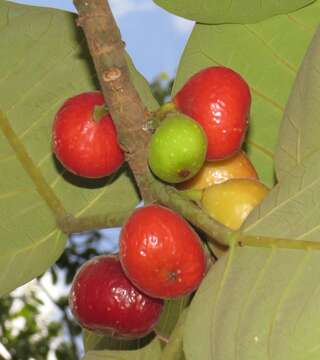 Ficus trichopoda Bak.的圖片