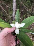 Image of Magnolia virginiana var. australis Sarg.