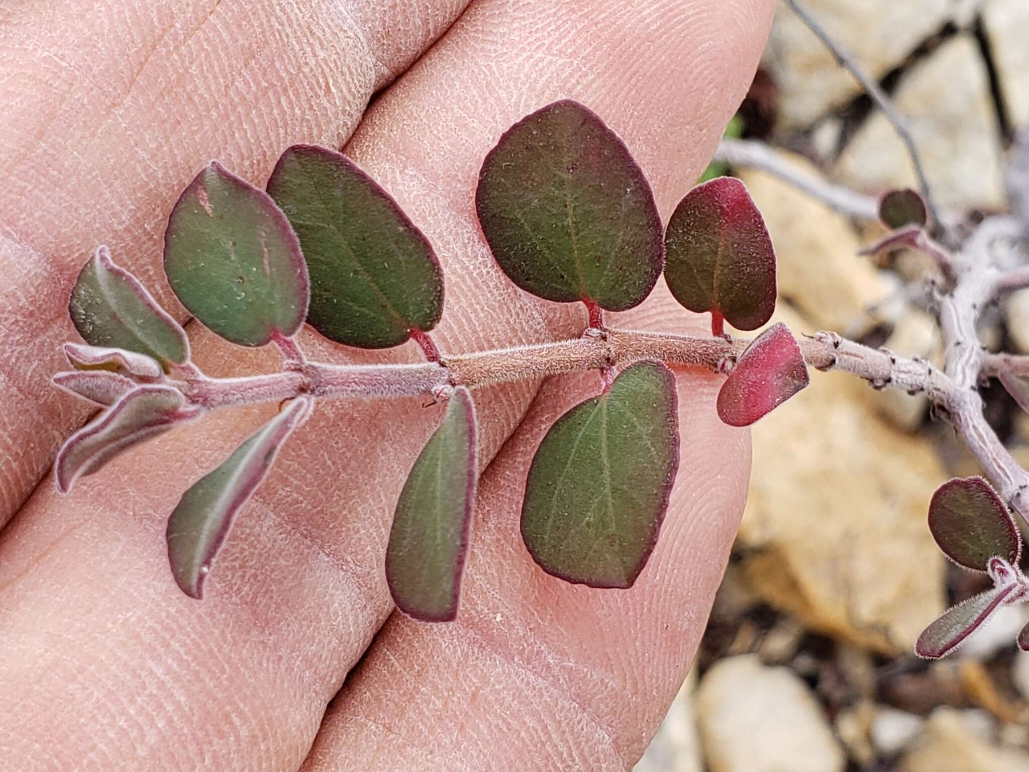 صورة Euphorbia tomentulosa S. Watson