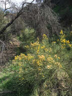 Image of California broomsage