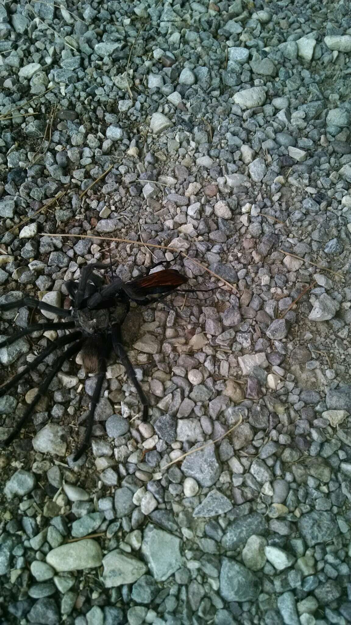 Image of Aphonopelma gabeli Smith 1995