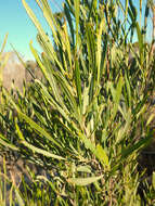 Image de Dodonaea viscosa subsp. angustissima (DC.) J. West