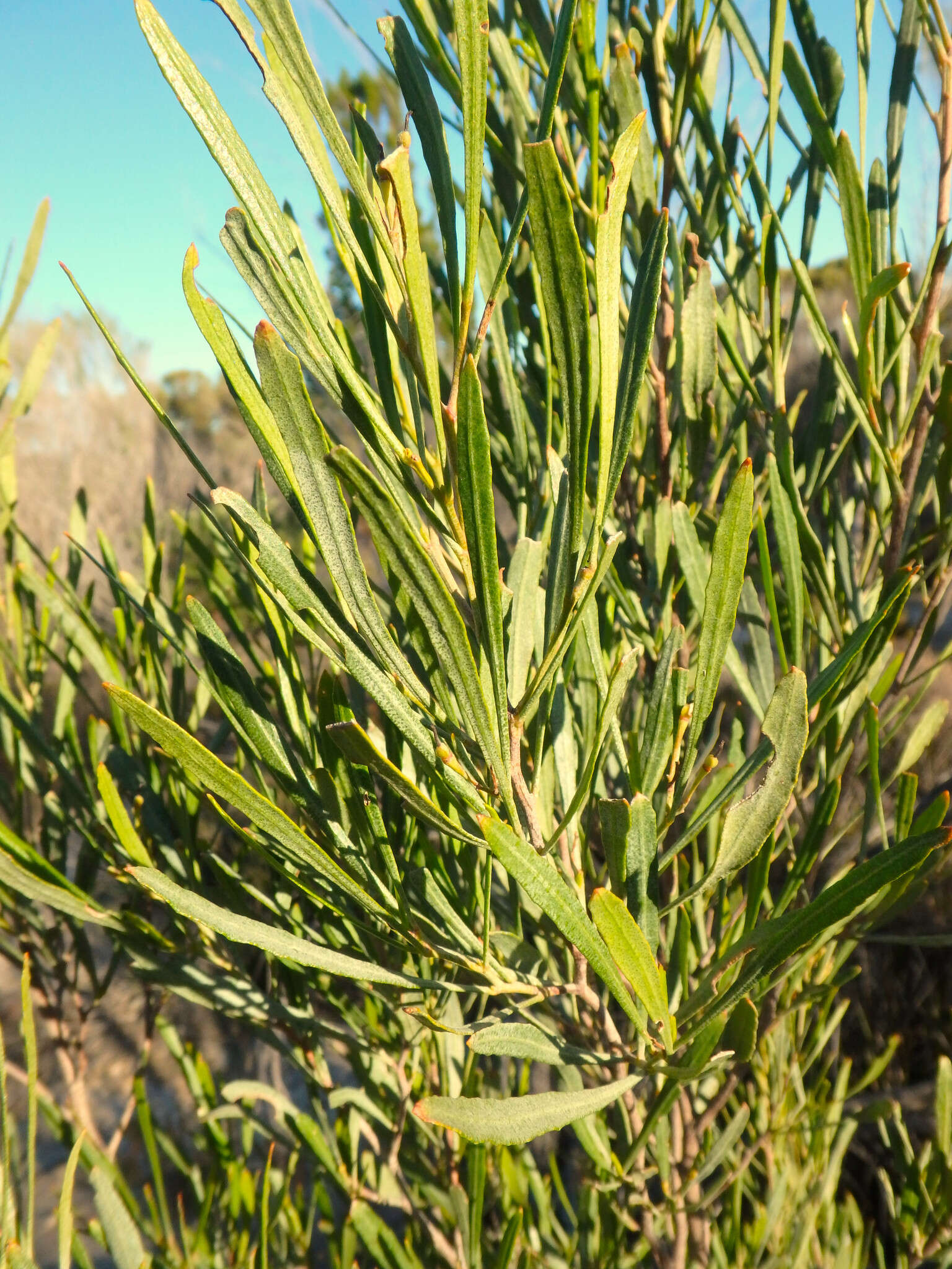 Image of narrow-leaf hopbush