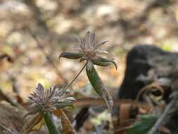 Cynarospermum asperrimum (Nees) K. Vollesen resmi