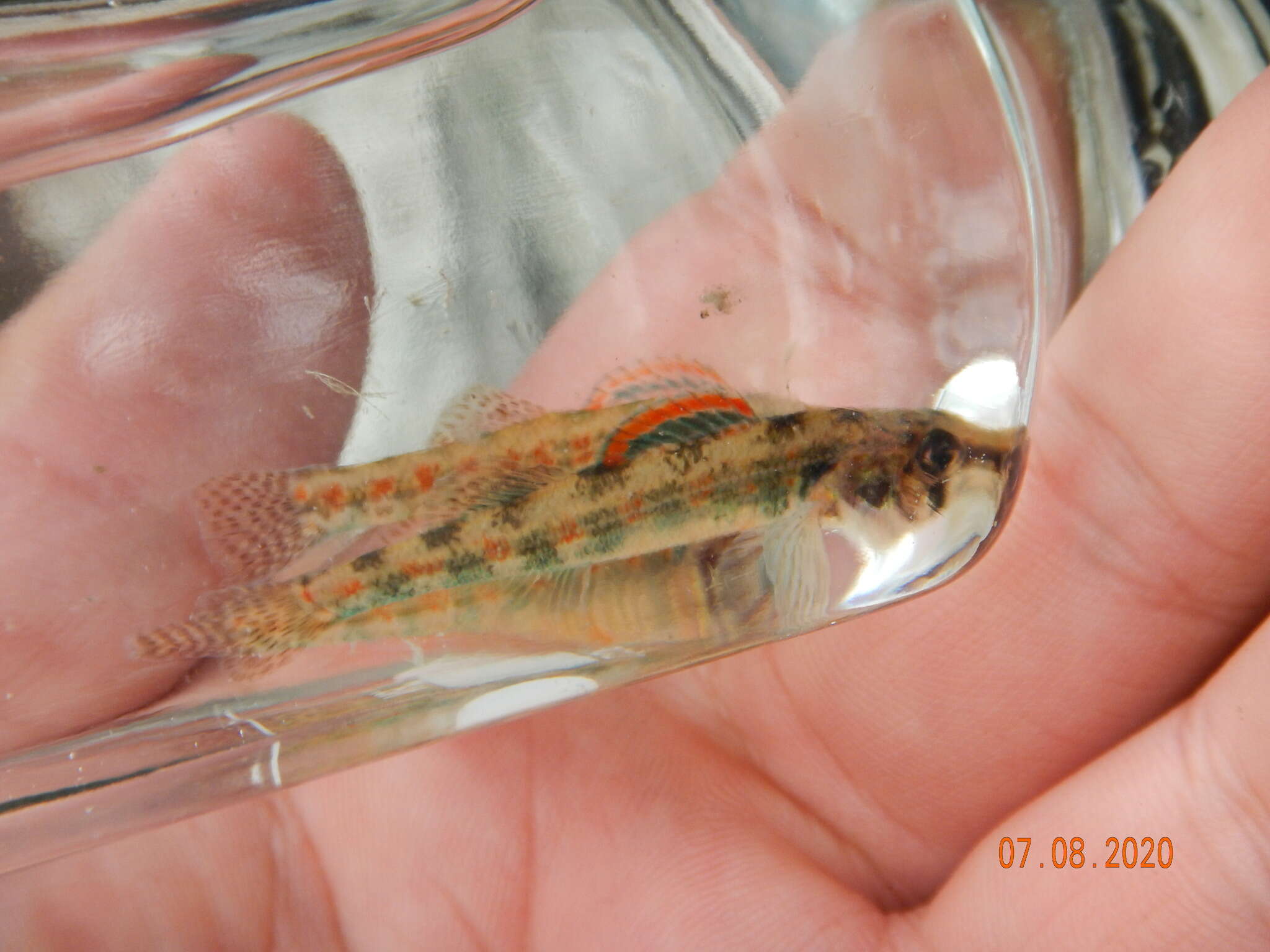 Imagem de Etheostoma exile (Girard 1859)