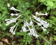 Image of largeflower valerian