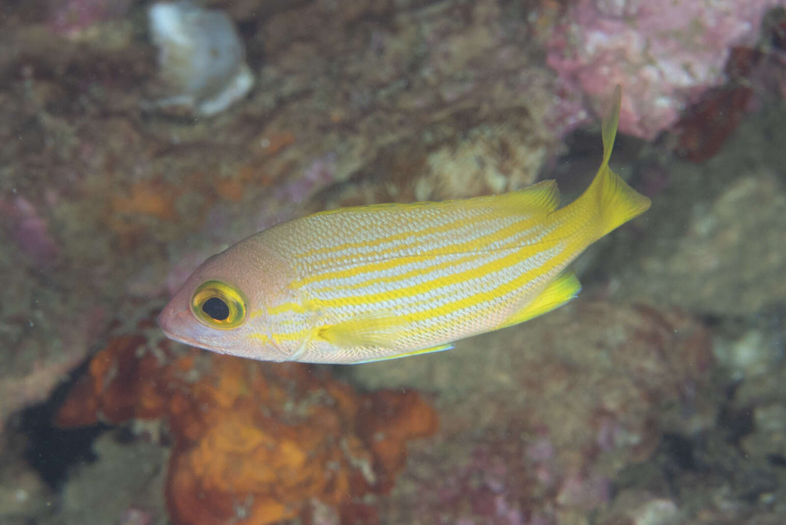 Image of Golden-lined snapper