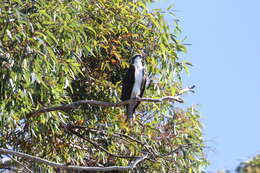 Image of ospreys