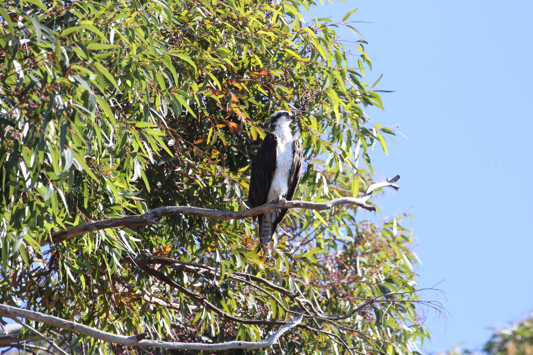 Image of ospreys