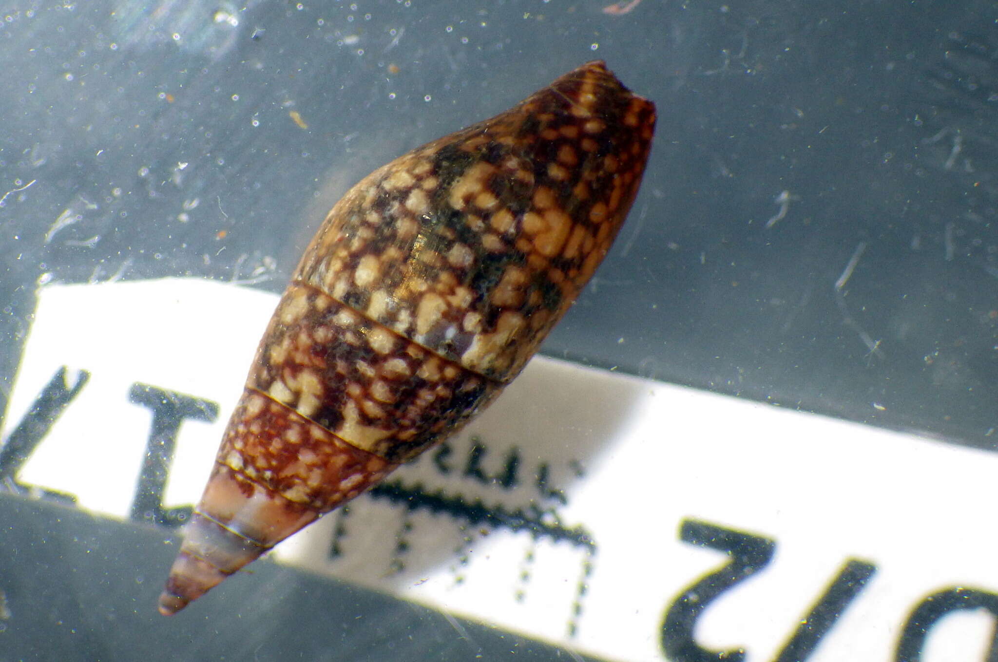 Sivun Mitrella lincolnensis (Reeve 1859) kuva