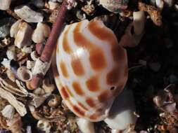 Image of checkered bonnet