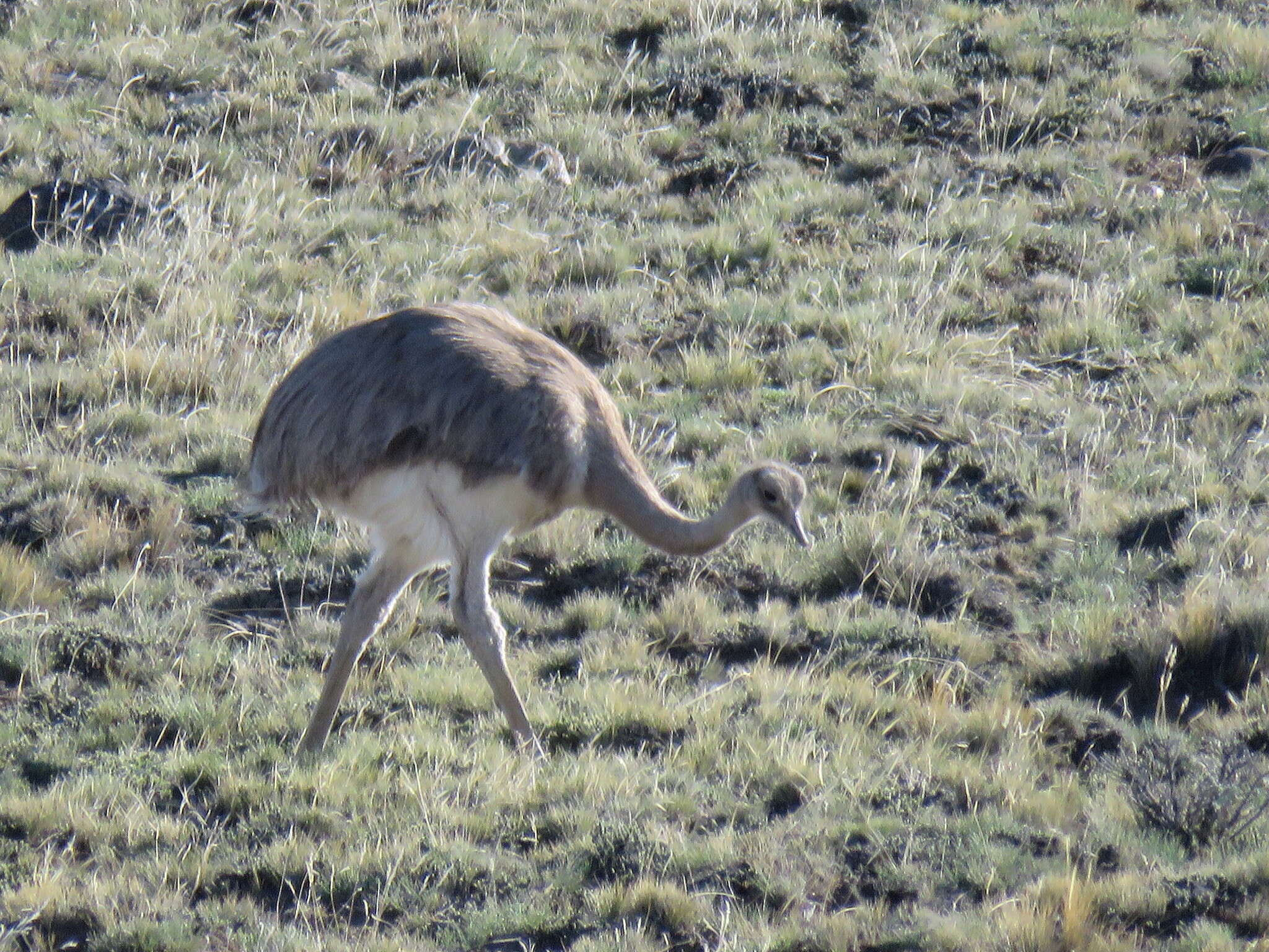 Image of Lesser Rhea