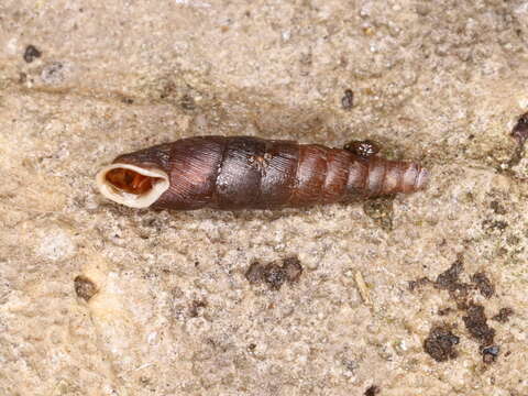 Image of Clausilia rugosa (Draparnaud 1801)