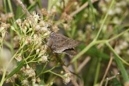 Image of Acacia Skipper