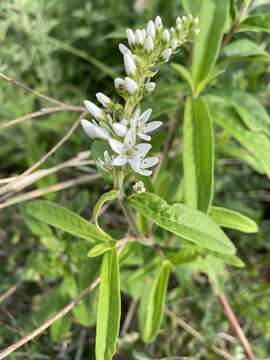 Lysimachia barystachys Bunge resmi