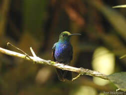 صورة Chalybura buffonii caeruleogaster (Gould 1847)