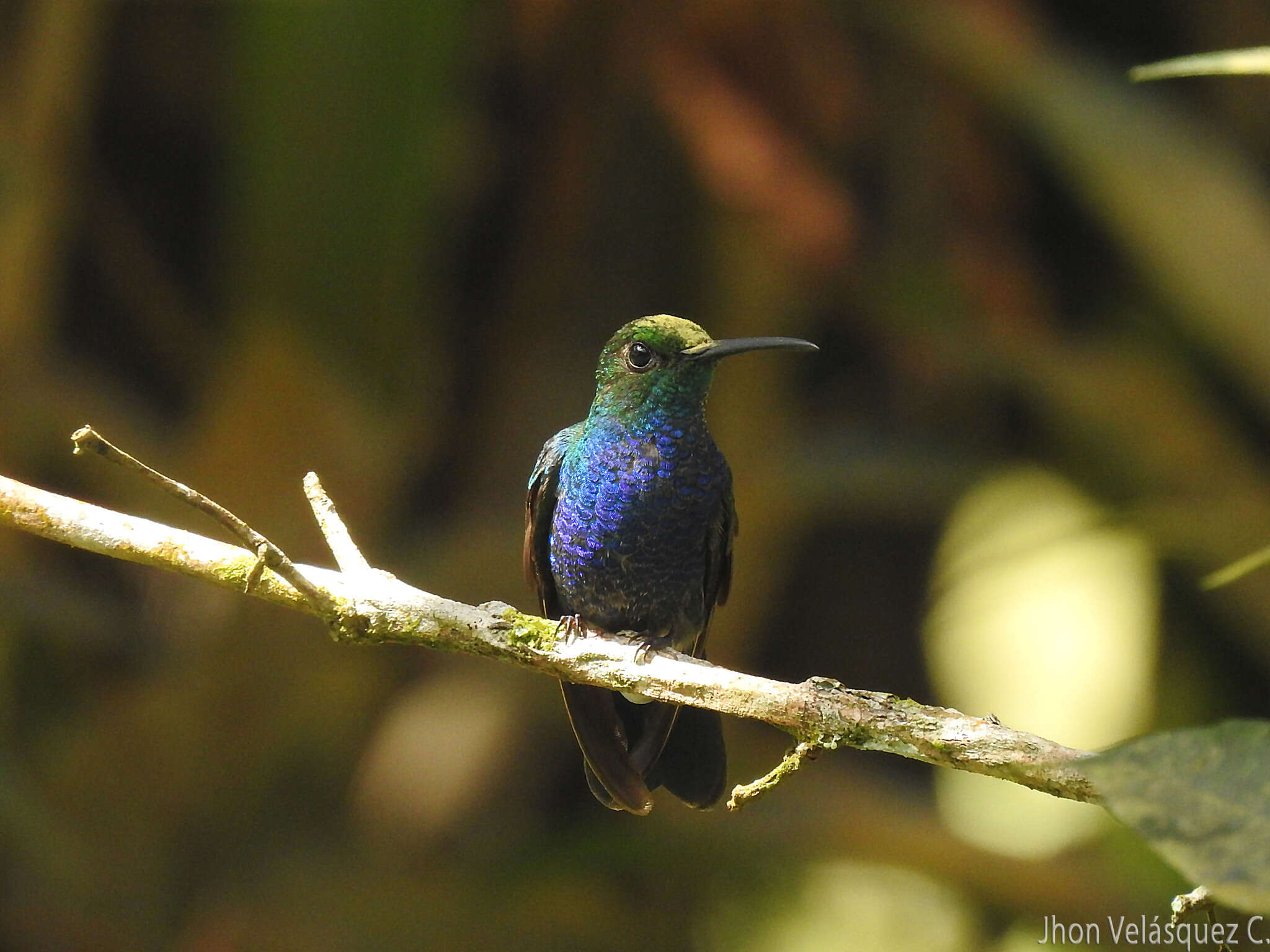 Image of Chalybura buffonii caeruleogaster (Gould 1847)