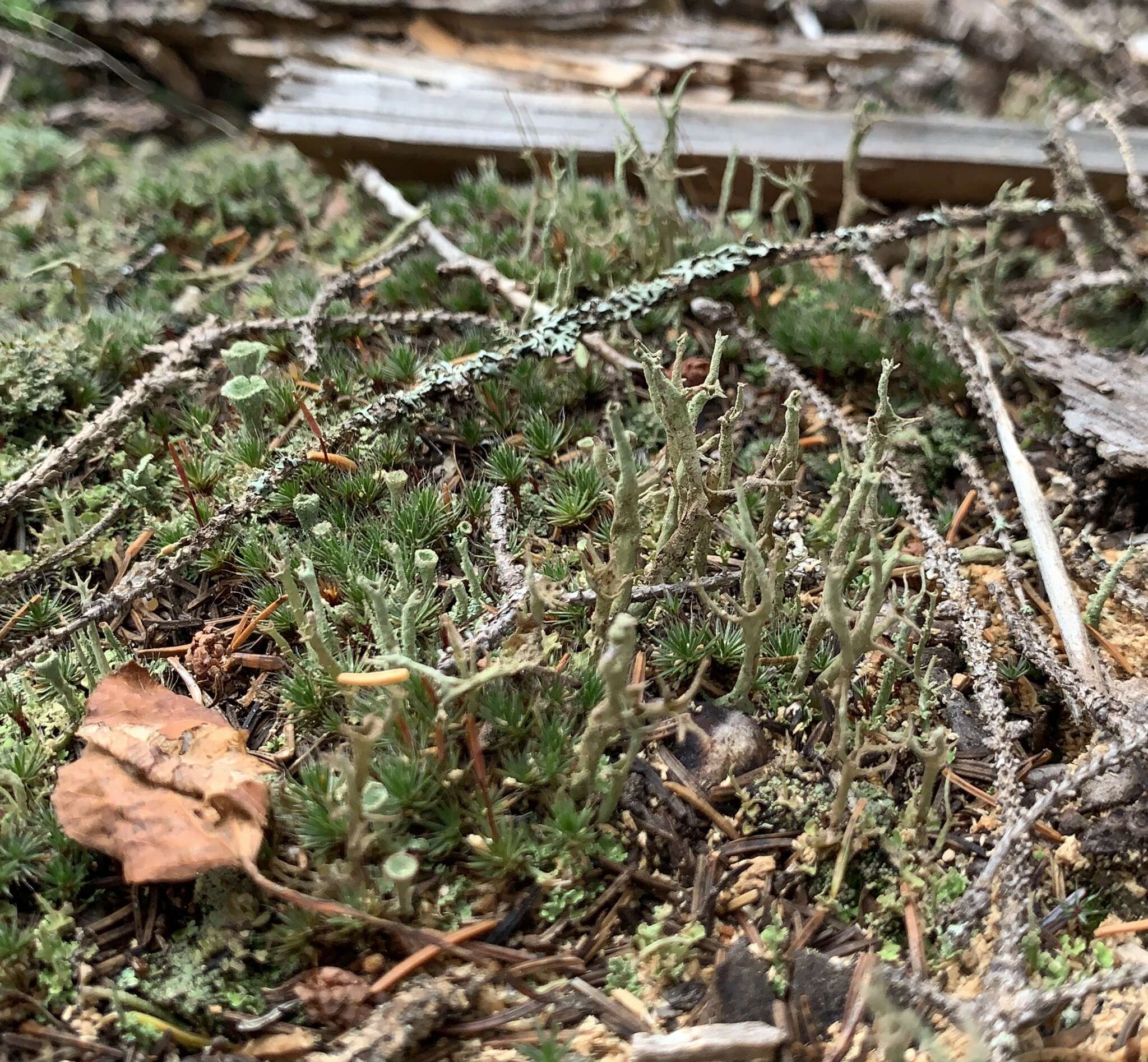 Image de Cladonia farinacea (Vain.) A. Evans