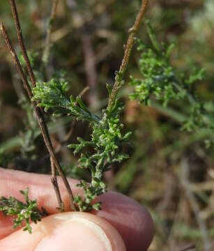 Image of Ursinia discolor (Less.) N. E. Br.