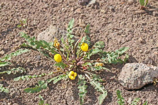 Image de Camissonia breviflora (Torr. & A. Gray) Raven