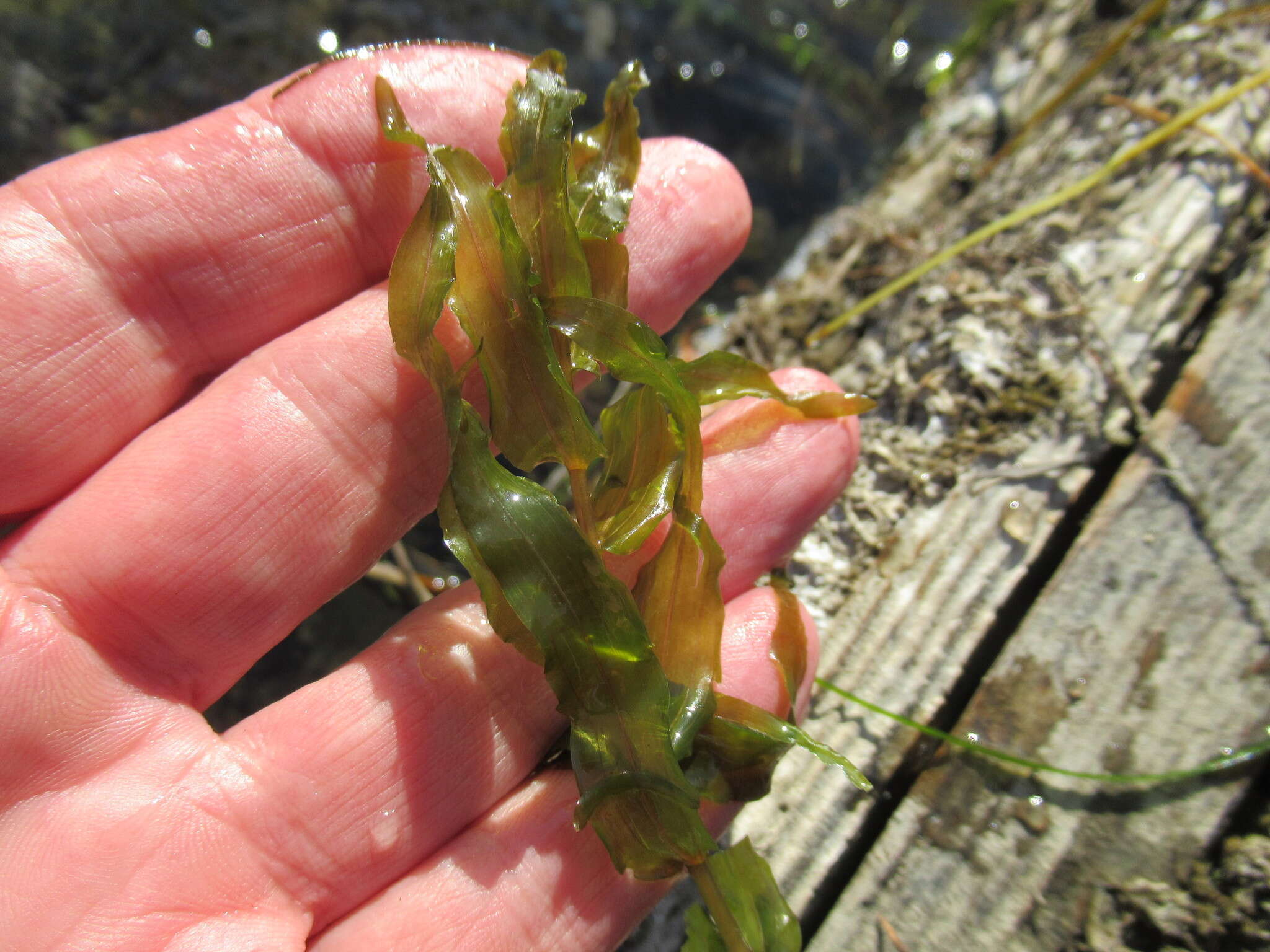 Image of Long-stalked Pondweed