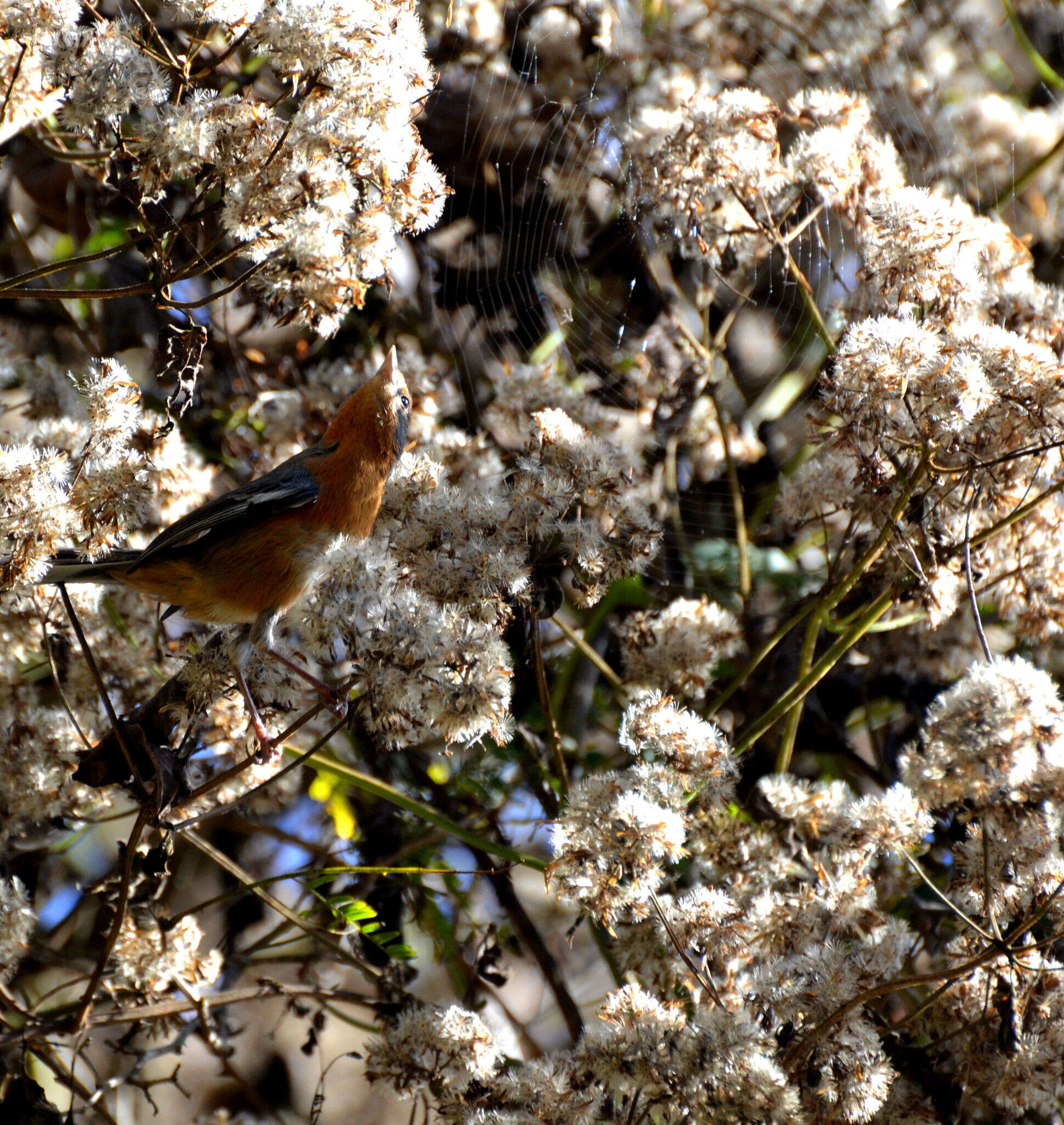 Image of Rusty-browed Warbling Finch