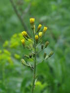 Image of Crepis praemorsa (L.) Tausch