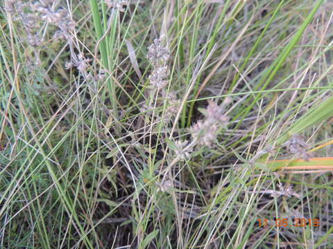 Image of Thymus pulegioides subsp. pannonicus (All.) Kerguélen